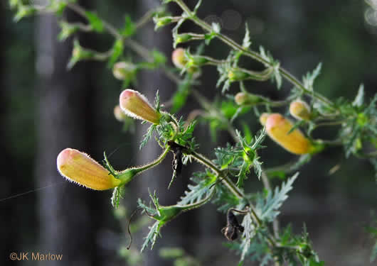 Aureolaria pectinata, Southern Oak-leach, Sticky False Foxglove, Combleaf Yellow False Foxglove