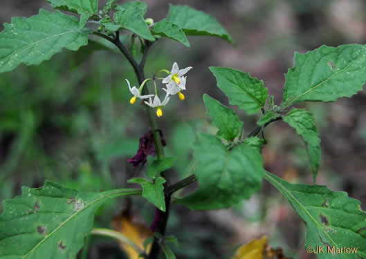 image of Solanum emulans, Eastern Black Nightshade