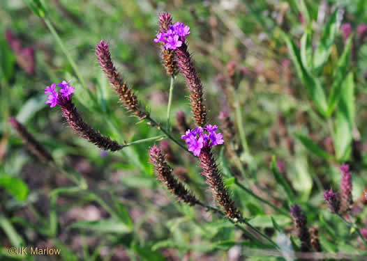 image of Verbena rigida, Stiff Verbena, Tuberous Vervain, Veiny Vervain