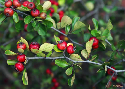 image of Crataegus munda, Dwarf Hawthorn, Restful Hawthorn, Neat Hawthorn
