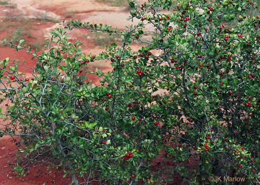 image of Crataegus munda, Dwarf Hawthorn, Restful Hawthorn, Neat Hawthorn