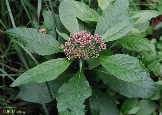 image of Pluchea camphorata, Common Camphorweed, Camphor Pluchea, Marsh Fleabane