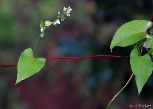 image of Fallopia convolvulus, Climbing Buckwheat, Nimblewill, Black Bindweed