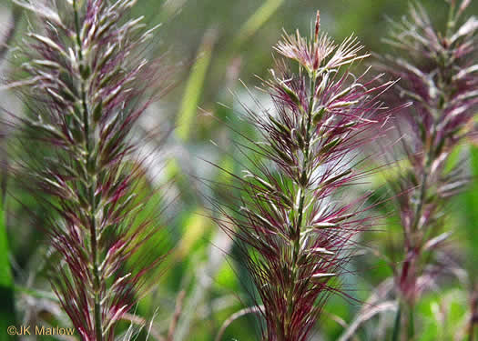 image of Cenchrus setaceus, Tender Fountaingrass