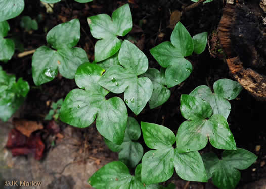 Hepatica acutiloba, Sharp-lobed Hepatica, Sharp-lobed Liverleaf