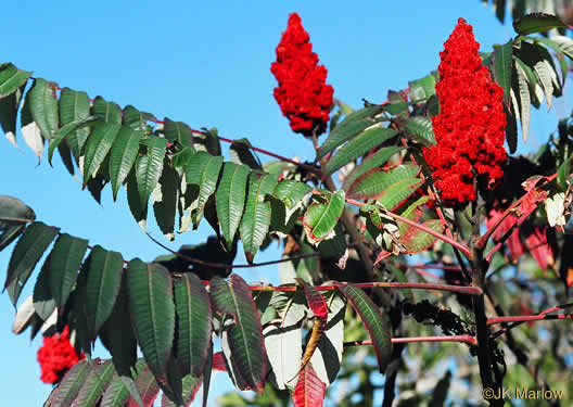 image of Rhus typhina, Staghorn Sumac