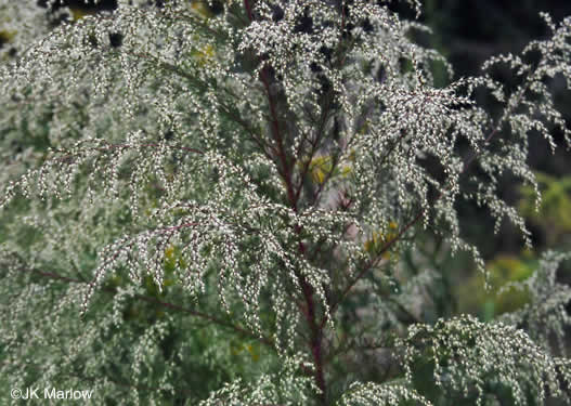 image of Eupatorium capillifolium, Common Dog-fennel, Summer Cedar, Yankeeweed, Cypressweed