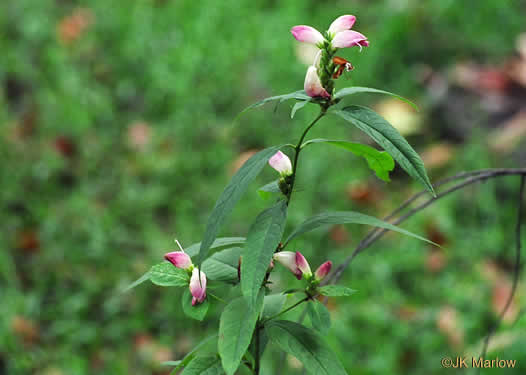 image of Chelone glabra, White Turtlehead