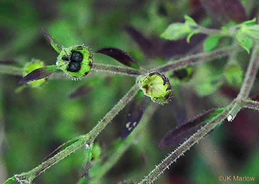 image of Trichostema dichotomum, Common Blue Curls, Forked Bluecurls