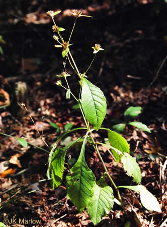 image of Elephantopus carolinianus, Leafy Elephant's Foot, Carolina Elephant's Foot