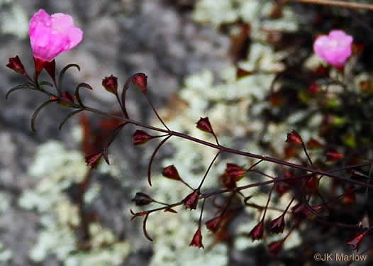 image of Agalinis tenuifolia, Common Gerardia, Slenderleaf Agalinis, Slender False Foxglove, Slender Gerardia