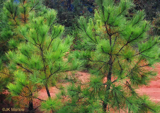 image of Pinus taeda, Loblolly Pine, Old Field Pine