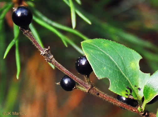 berry: Lonicera japonica, Japanese Honeysuckle