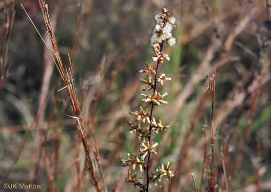image of Solidago erecta, Slender Goldenrod, Erect Goldenrod