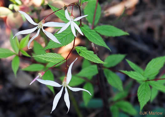 image of Gillenia trifoliata, Bowman's Root, Mountain Indian Physic, Fawn's Breath