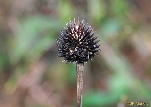 image of Echinacea laevigata, Smooth Coneflower, Smooth Purple Coneflower