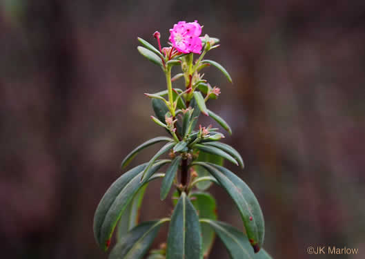 image of Kalmia carolina, Southern Sheepkill, Carolina Wicky, Carolina Sheep Laurel, Carolina Bog Myrtle