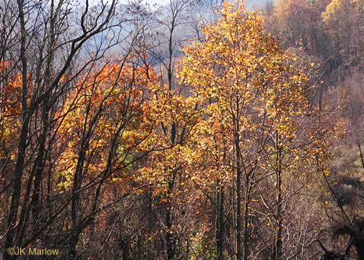 image of Liriodendron tulipifera var. tulipifera, Tuliptree, Yellow Poplar, Whitewood
