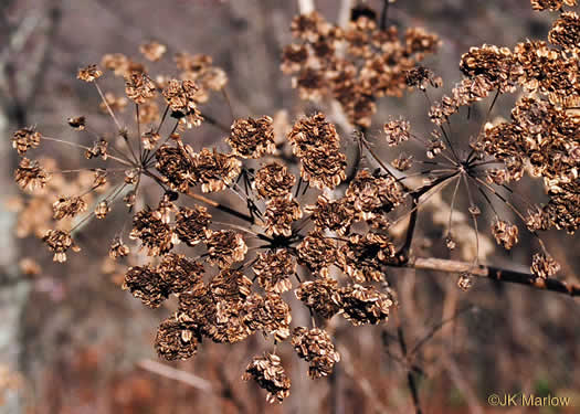 image of Angelica triquinata, Mountain Angelica, Appalachian Angelica, Filmy Angelica