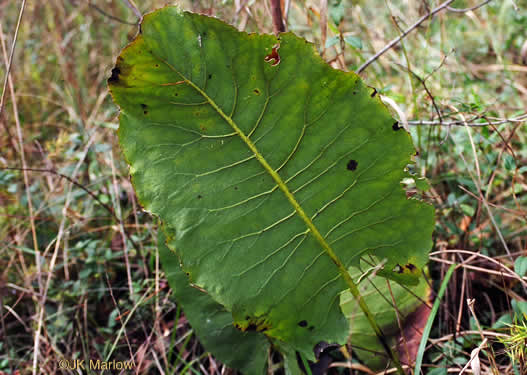 image of Silphium terebinthinaceum, Prairie-dock, Broadleaf Prairie-dock