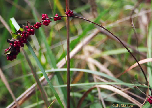 image of Symphoricarpos orbiculatus, Coralberry, Indian Currant