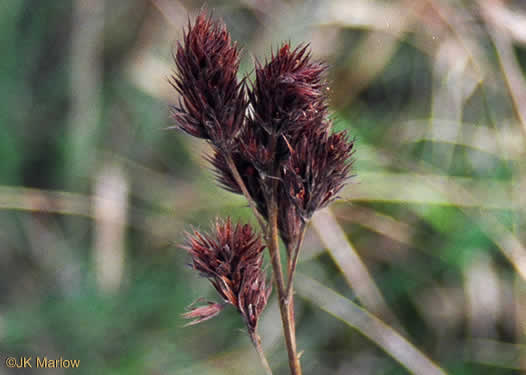 image of Lespedeza capitata, Round-headed Lespedeza, Roundhead Bush-clover, Silvery Bush-clover