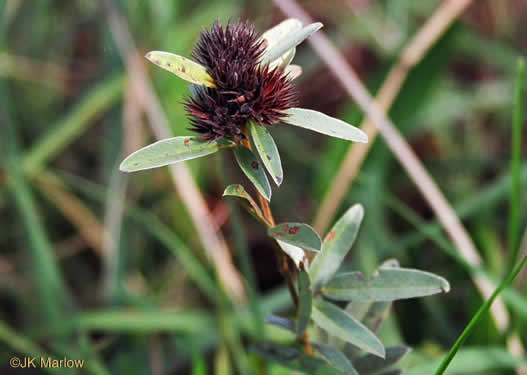 image of Lespedeza capitata, Round-headed Lespedeza, Roundhead Bush-clover, Silvery Bush-clover