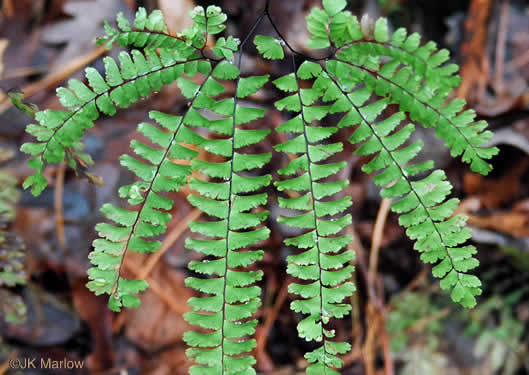 image of Adiantum pedatum, Northern Maidenhair Fern