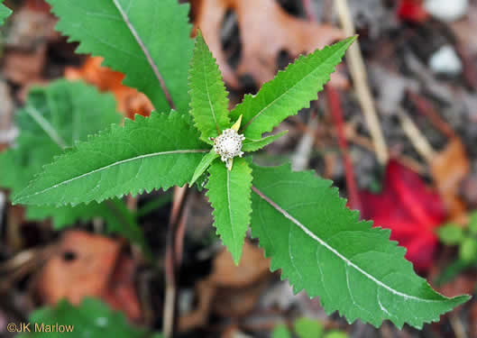 image of Parthenium integrifolium var. integrifolium, Common Wild Quinine