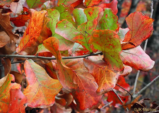 image of Quercus marilandica var. marilandica, Blackjack Oak