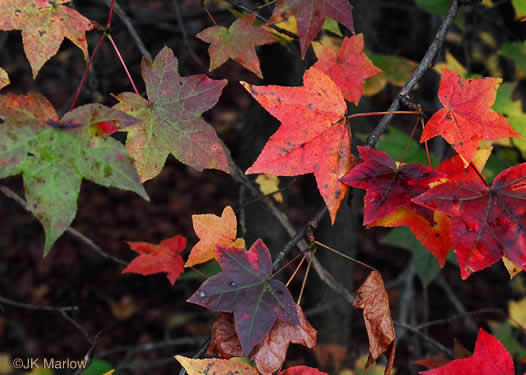 image of Liquidambar styraciflua, Sweetgum