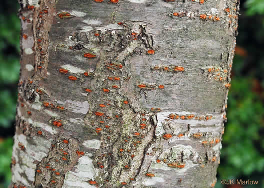 image of Prunus ×yedoensis, Yoshino Cherry