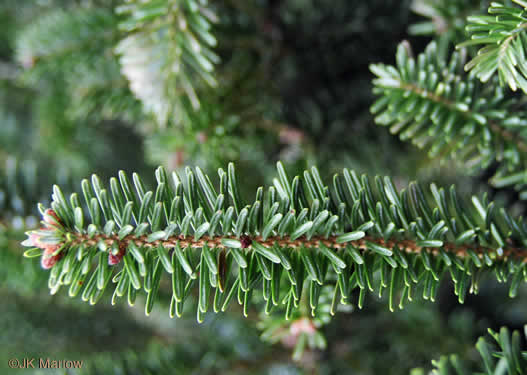 image of Abies fraseri, Fraser Fir, She Balsam, Southern Balsam