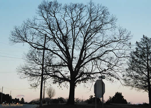 image of Quercus falcata, Southern Red Oak, Spanish Oak