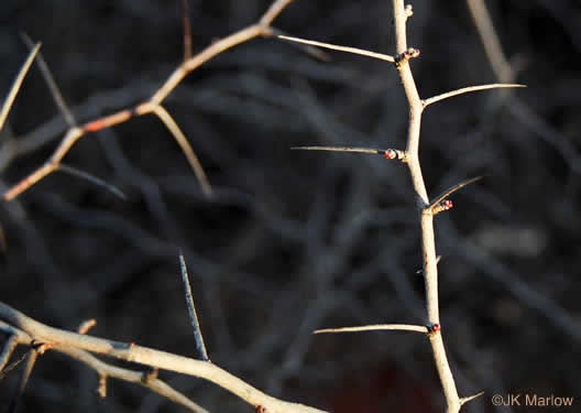 image of Crataegus munda, Dwarf Hawthorn, Restful Hawthorn, Neat Hawthorn