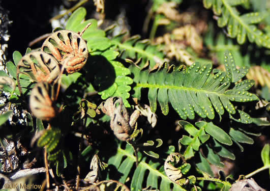 image of Pleopeltis michauxiana, Resurrection Fern, Scaly Polypody