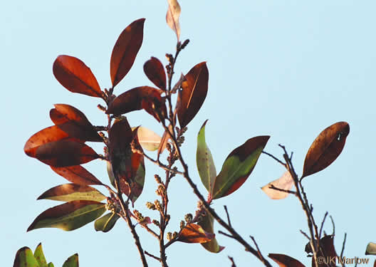 image of Prunus caroliniana, Carolina Cherry Laurel, Carolina Laurel Cherry