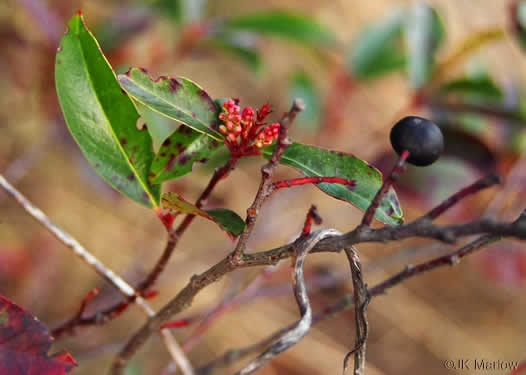 image of Prunus caroliniana, Carolina Cherry Laurel, Carolina Laurel Cherry