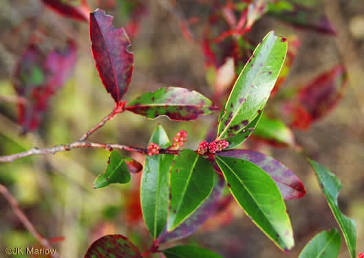 image of Prunus caroliniana, Carolina Cherry Laurel, Carolina Laurel Cherry