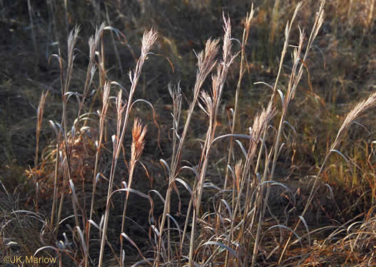 image of Andropogon tenuispatheus, Maritime Bushy Bluestem, Bushy Beardgrass, Maritime Bluestem