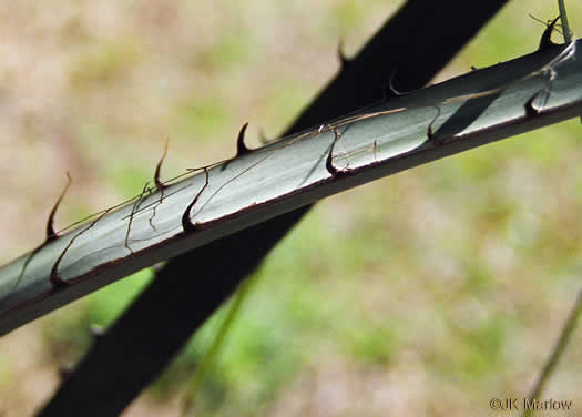 spines