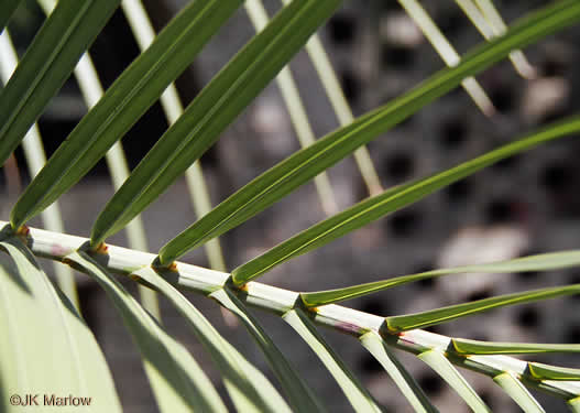 image of Butia odorata, Pindo Palm, South American Jelly Palm, Brazilian Butia