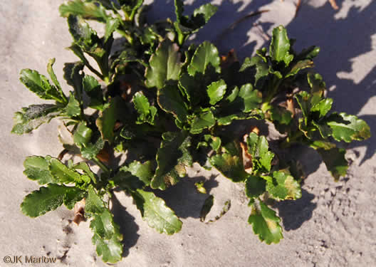 image of Cakile harperi, Southeastern Sea Rocket, Harper's Searocket