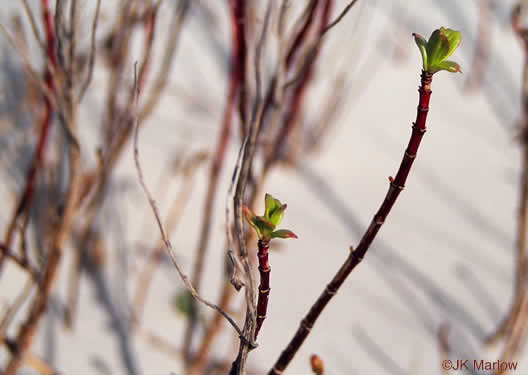 image of Iva imbricata, Seashore Elder, Dune Marsh-elder, Seacoast Marsh-elder