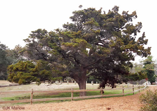 image of Juniperus silicicola, Southern Red Cedar, Coastal Red Cedar