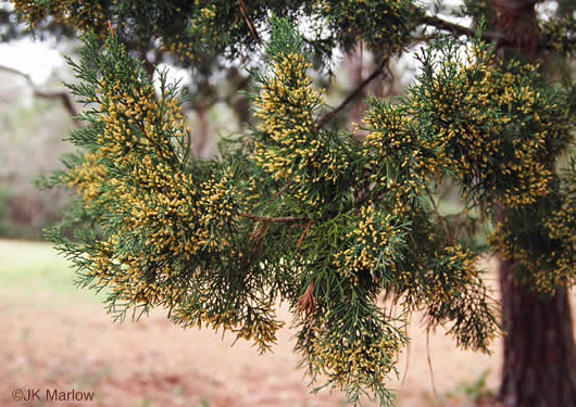 Juniperus silicicola, Southern Red Cedar, Coastal Red Cedar