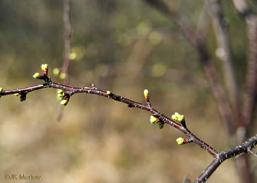 image of Crataegus munda, Dwarf Hawthorn, Restful Hawthorn, Neat Hawthorn