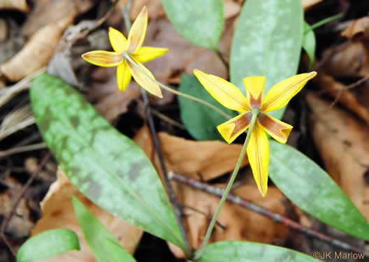 image of Erythronium umbilicatum ssp. umbilicatum, Dimpled Trout Lily, Dogtooth Violet