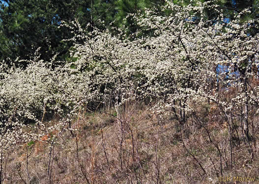 image of Prunus angustifolia, Chickasaw Plum, Sandhill Plum, Florida Sand Plum, Sand Plum
