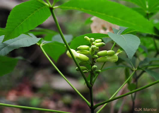 image of Aesculus sylvatica, Painted Buckeye